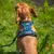 lionto harnais pour chien rembourré nylon doux anti-traction lionto harnais pour chien rembourré nylon doux anti-traction
