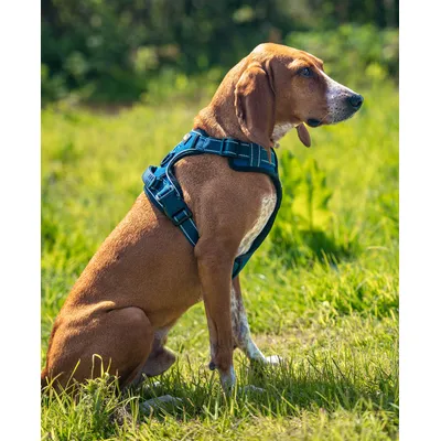 lionto harnais pour chien rembourré nylon doux anti-traction