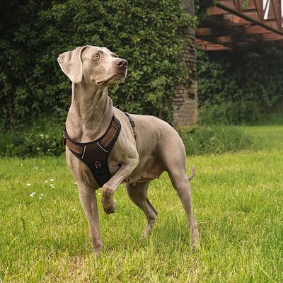 lionto Anti-Zug Hundegeschirr aus weichem Nylon mit Polsterung