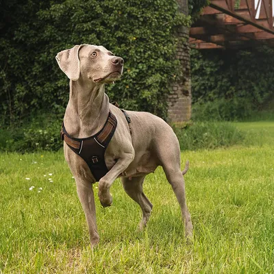 lionto Anti-Zug Hundegeschirr aus weichem Nylon mit Polsterung