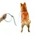 ZenPets Laisse pour chien