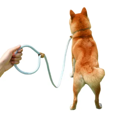 ZenPets Laisse pour chien