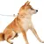 ZenPets Laisse pour chien