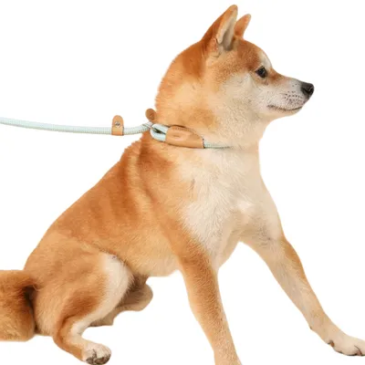 ZenPets Laisse pour chien