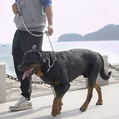 IntiMeg Laisse pour chien en acier inoxydable