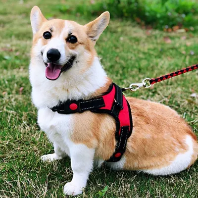 ZenPets Harnais respirant pour chien