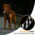 IOKHEIRA Laisse de traction et dressage pour chien