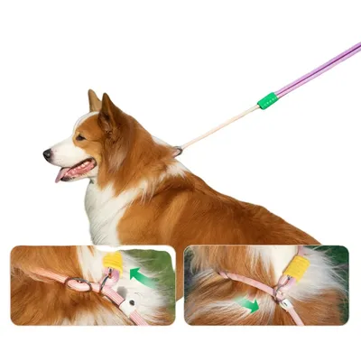 ZenPets Laisse pour chien Gradient