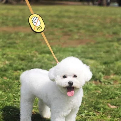 IntiMeg Insignes autocollants