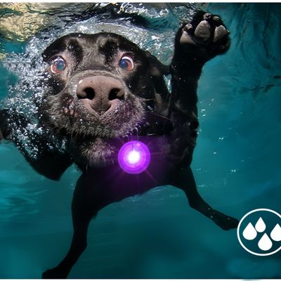 ZenPets Lampe anti - perte pour chiens de nuit