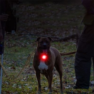 ZenPets Lampe anti - perte pour chiens de nuit