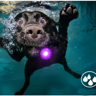 ZenPets Lampe anti - perte pour chiens de nuit