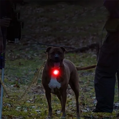 ZenPets Lampe anti - perte pour chiens de nuit