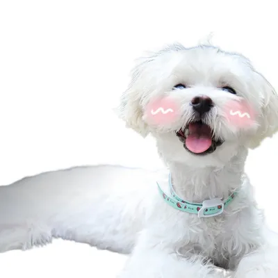 ZenPets Collier antiparasitaire pour chien et chat