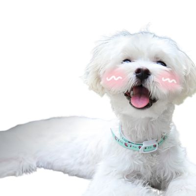 ZenPets Collier antiparasitaire pour chien et chat
