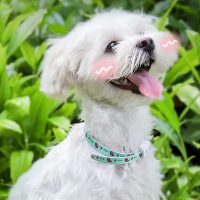 ZenPets Collier antiparasitaire pour chien et chat