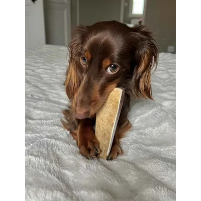 TRUFFE DÉLICE Bois de daim TRUFFE DÉLICE Bois de daim