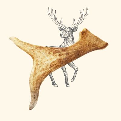 TRUFFE DÉLICE Bois de daim