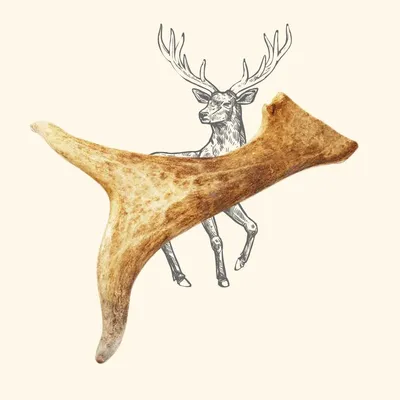 TRUFFE DÉLICE Bois de daim TRUFFE DÉLICE Bois de daim