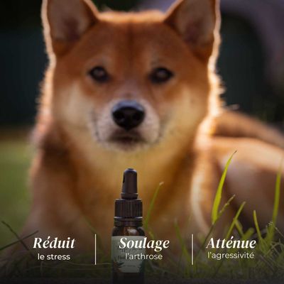 TRUFFE DÉLICE Huile CBD chien