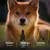 TRUFFE DÉLICE Huile CBD chien TRUFFE DÉLICE Huile CBD chien
