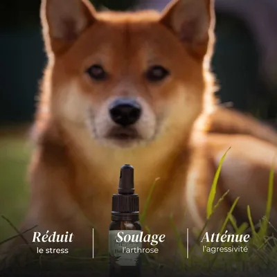 TRUFFE DÉLICE Huile CBD chien TRUFFE DÉLICE Huile CBD chien