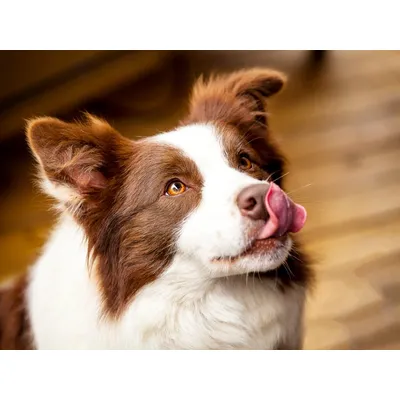 Canichef - Mousse Bio Sans Céréales au Poulet pour Chien