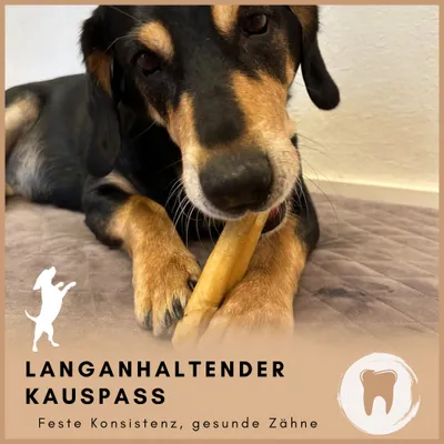 Supravit Yak Kaukäse für Hunde | Käseknochen | Für Große Rassen Supravit Yak Kaukäse für Hunde | Käseknochen | Für Große Rassen