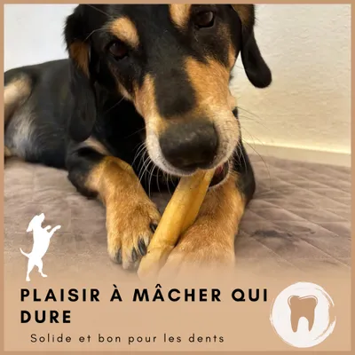 Supravit Fromage de yak à mâcher – Chien – Naturel & durable
