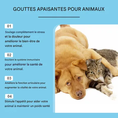IntiMeg Gouttes de soin pour animaux de compagnie IntiMeg Gouttes de soin pour animaux de compagnie