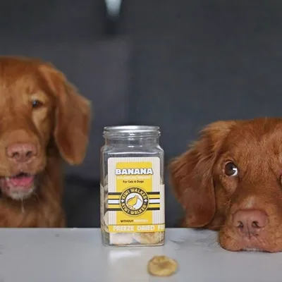 Kiwi Walker Friandises de travail