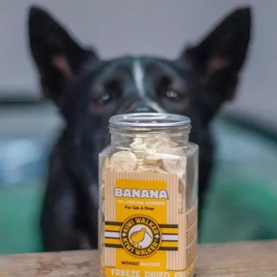 Kiwi Walker Friandises de travail