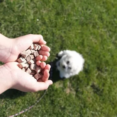 Kiwi Walker Friandises de travail