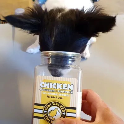 Kiwi Walker Friandises de travail