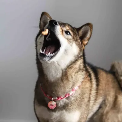 Kiwi Walker Friandises de travail