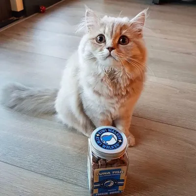 Kiwi Walker Friandises de travail