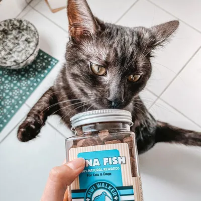 Kiwi Walker Friandises de travail