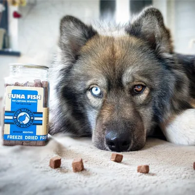 Kiwi Walker Friandises de travail