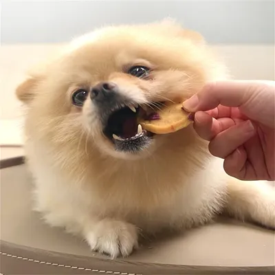 ZenPets  des strips de viande aux légumes