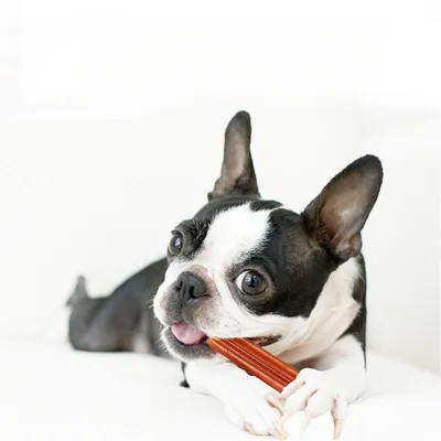 IntiMeg Os à ronger pour chiens