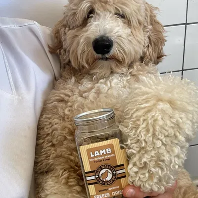 Kiwi Walker Friandises de travail