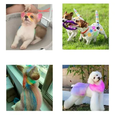 IntiMeg Crayons de teinture pour animaux de compagnie