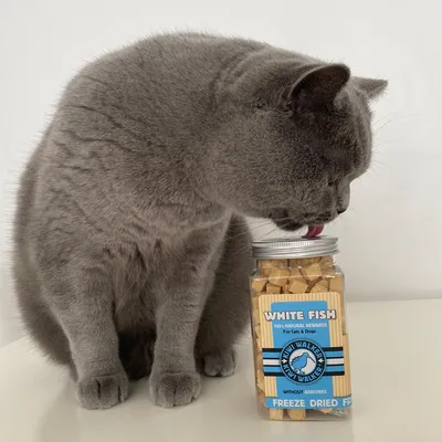 Kiwi Walker Friandises de travail