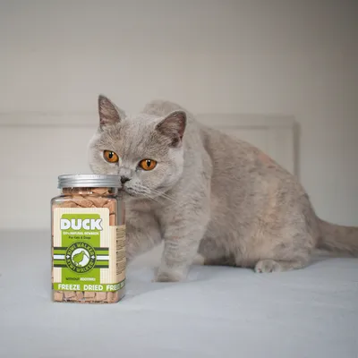 Kiwi Walker Friandises de travail