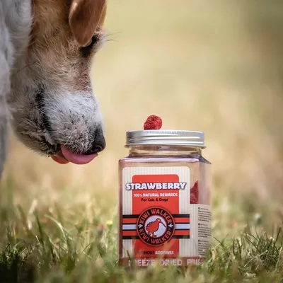 Kiwi Walker Friandises de travail