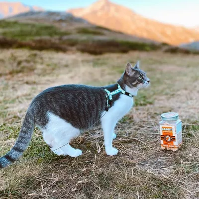 Kiwi Walker Friandises de travail