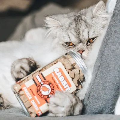 Kiwi Walker Friandises de travail