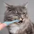 ZenPets Brosse à dents pour chat et chien