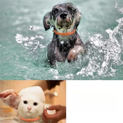 IntiMeg Collier apaisant pour chiens