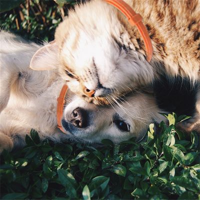 IntiMeg Collier apaisant pour chiens